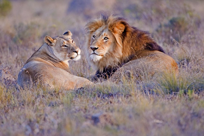 Löwen, Safari im Madikwe Game Reserve, Südafrika Mauritius Reise