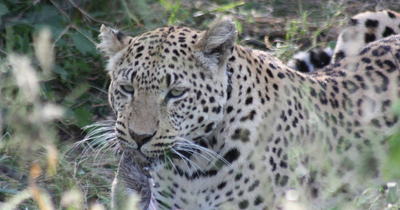 Leopard im Okonjima Game Reserve, Namibia Reisen