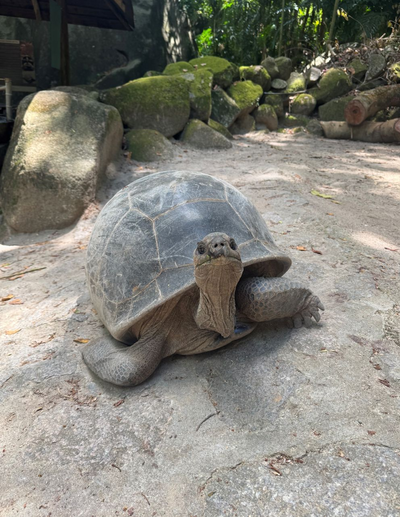 Riesenschildkröte, Botanischer Garten, Mahé