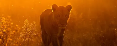 Luxusreise Tansania, Löwin im Licht der untergehenden Sonne, Ruaha Nationalpark, Tansania Reise
