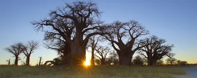 Rundreise Botswana, Baobab Bäume, Botswana