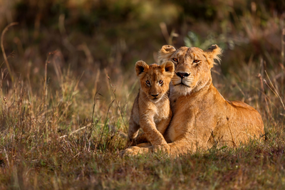 Löwenfamilien, Masai Mara, Flugsafari Tansania und Kenia
