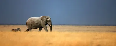Privatreise Namibia, Elefant und Zebra, Etosha Nationalpark, Namibia