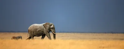 Privatreise Namibia, Elefant und Zebra, Etosha Nationalpark, Namibia