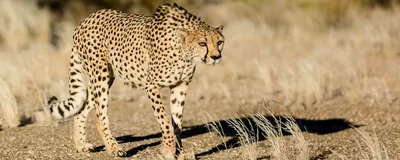 Safari Namibia, Gepard, Namib Rand Reserve, Namibia