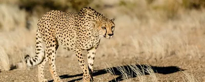 Safari Namibia, Gepard, Namib Rand Reserve, Namibia