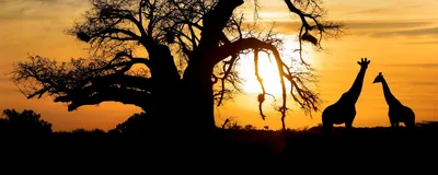 Giraffen vor Sonnenuntergang, Namibia Rundreise