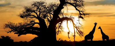 Giraffen vor Sonnenuntergang, Namibia Rundreise