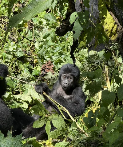 Gorilla, Bwindi Impenetrable Forest, Uganda