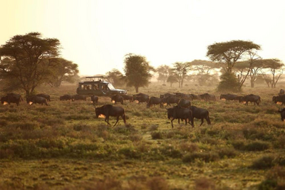 Safari, Tarangire Nationalpark, Tansania Hochzeitsreise
