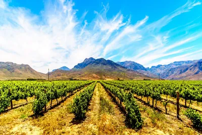 Privatreise Südafrika, Weinberge, Robertson, Mietwagenreise Südafrika vom Feinsten