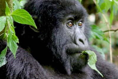 Gorilla, Ruanda Rundreise