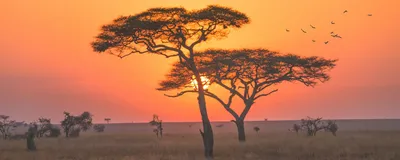 Sonnenaufgang in der Serengeti, Tansania Reis