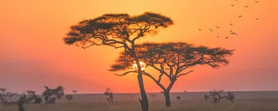 Sonnenaufgang in der Serengeti, Tansania Reis
