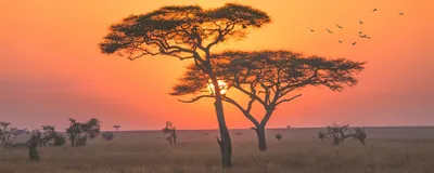 Sonnenaufgang in der Serengeti, Tansania Reis