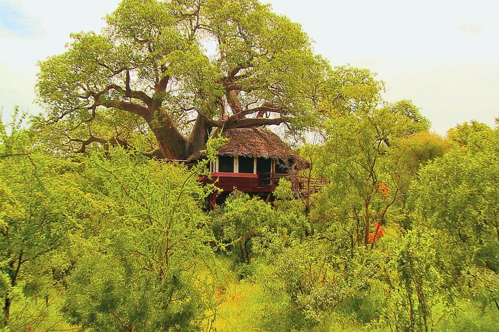 Rundreise Tansania, Baumhaus, Tarangire Treetops, Tansania Safari