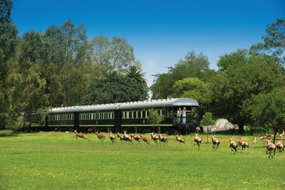 Individualreise Südafrika, Rovos Rail, Afrikas Tierwelt vereint mit nostalgischem Luxus, Südafrika