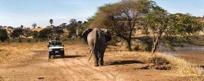 Tansania. Safari, Elefant