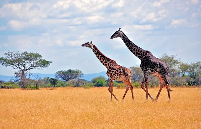 Giraffen, Tansania Reise