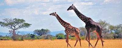 Giraffen, Tansania Reise