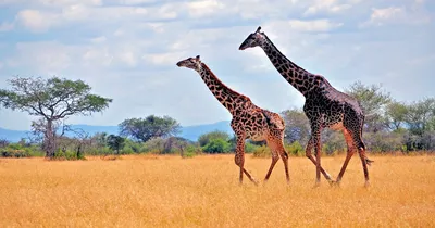 Giraffen, Tansania Reise