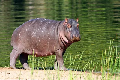 Nilpferd, St. Lucia See, Südafrika Rundreise, Tiere