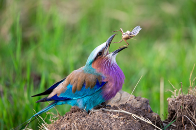 Lilabrustpint, seltener Vogel in Afrika, Kenia Rundreise