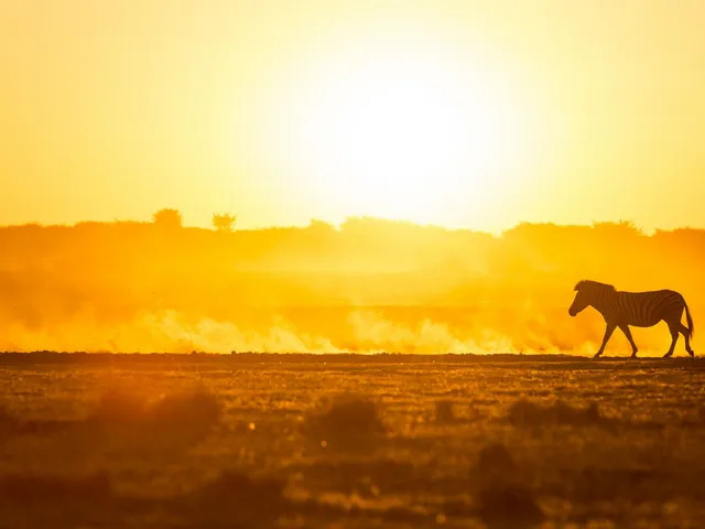 Zebra bei Sonnenuntergang in Botswana 