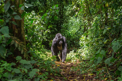 Individualreise Uganda und Tansania, Gorilla im Bwindi Impenetrable National Park, Im Herzen Ostafrikas