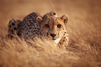 Gepard auf der Lauer, Sabi Sand Reserve, Südafrika Hochzeitsreise