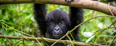 Safari Uganda, Berggorilla Baby, Bindi Nationalpark, Uganda
