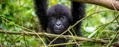 Safari Uganda, Berggorilla Baby, Bindi Nationalpark, Uganda