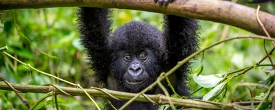 Safari Uganda, Berggorilla Baby, Bindi Nationalpark, Uganda