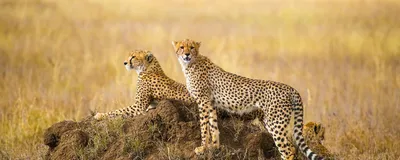 Privatreise Tansania, Geparden, Serengeti Nationalpark, Tansania Safari