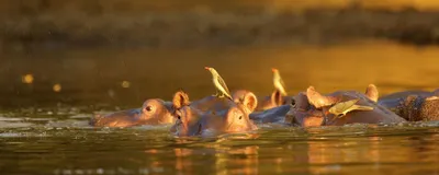  Flusspferde, Mana Pools Nationalpark, Simbabwe Reise