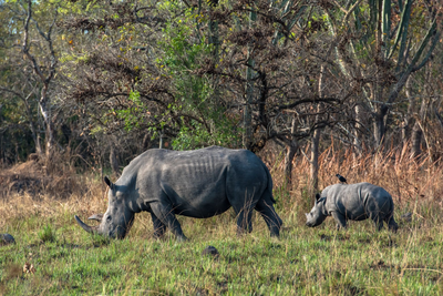 Nashörner im Ziwa Rhino Sanctuary, Uganda Rundreise