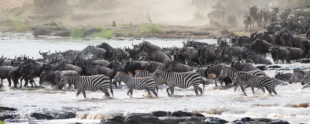 Flussüberquerung, Tierwanderung, Great Migration, Masai Mara, Kenia