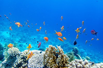 Korallenriff im roten Meer, Ägypten Rundreise