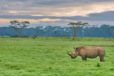 Big Five in Afrika: Nashorn in der Savanne
