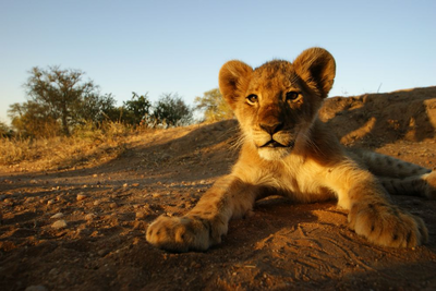Privatreise, Babylöwe, Krüger National Park, Südafrika Reise