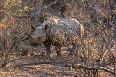 Big Five in Afrika: ein Nashorn im Busch