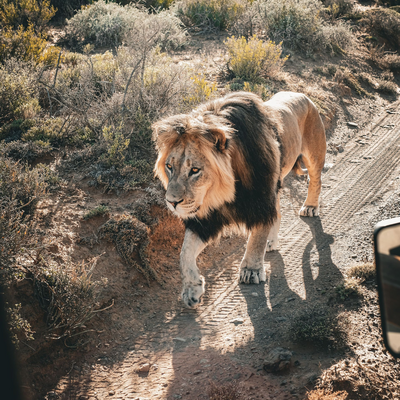 Löwe, Sanbona Game Reserve, Südafrika, Reisebericht Gardenroute