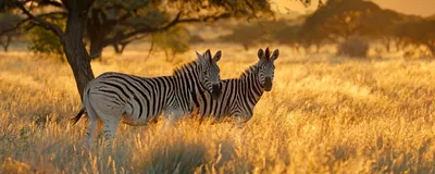 Zebra, Safari, Südafrika