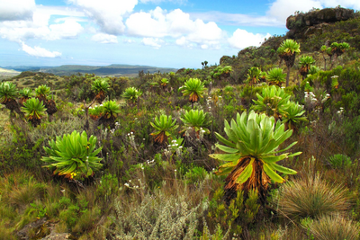 Wandern am Mount Elgon, Uganda Rundreise