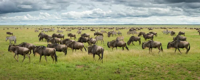Tansania Rundreise, Serengeti, Migration