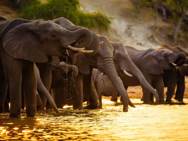 Elefanten im Chobe Nationalpark, Botswana Reise