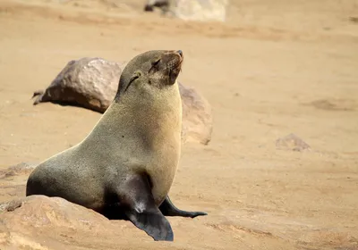 Robbe Walvis Bay, Rundreise Namibia 