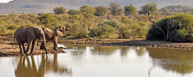 Südafrika Privatreise, Madikwe Game Reserve, Elefanten