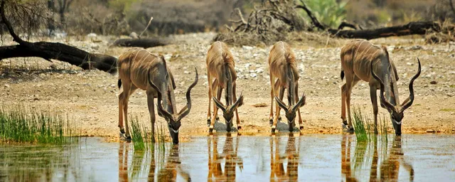 Kudus, Onguma Game Reserve, Namibia Reise