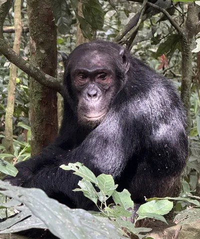 Schimpanse, Kibale Forest, Uganda